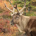 [Paru] Conversations avec un caribou, de Jiri Benovsky
